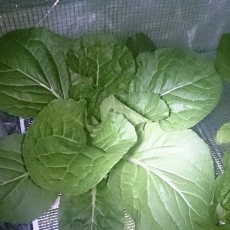 生育状況-20141020