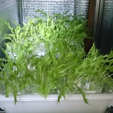 生育状況-20141021