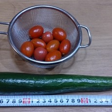 今日の収穫-20141022