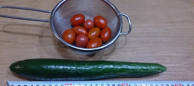 今日の収穫-20141022