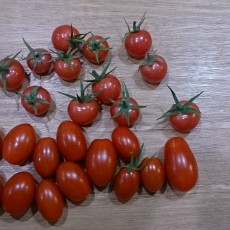 今日の収穫-20141023