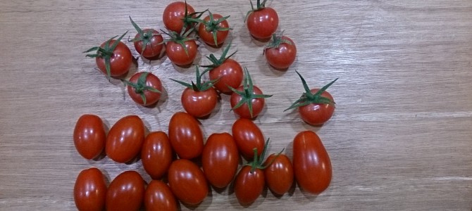 今日の収穫-20141023 今日の収穫-20141023