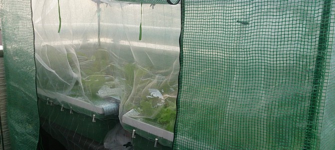 生育状況-20141024 生育状況-20141024