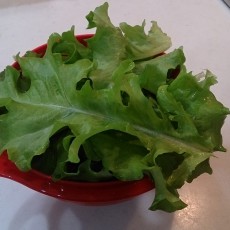 今日の収穫-20141024