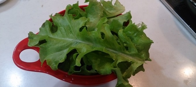 今日の収穫-20141024 今日の収穫-20141024