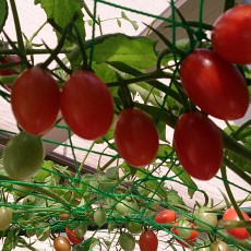 生育状況-20141025