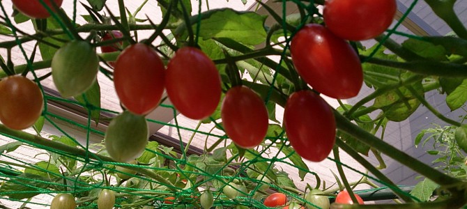 生育状況-20141025 生育状況-20141025