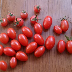 今日の収穫-20141025