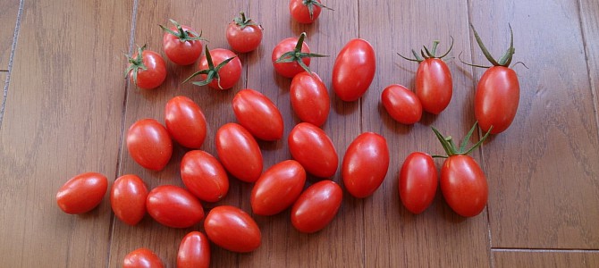 今日の収穫-20141025 今日の収穫-20141025