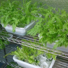 生育状況-20141026