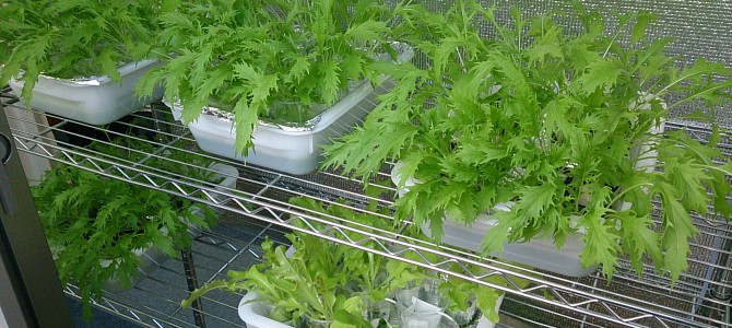 生育状況-20141026 生育状況-20141026