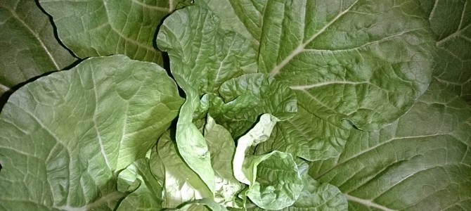 生育状況-20141029 生育状況-20141029