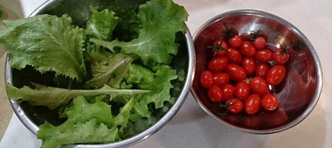 今日の収穫-20141029 今日の収穫-20141029