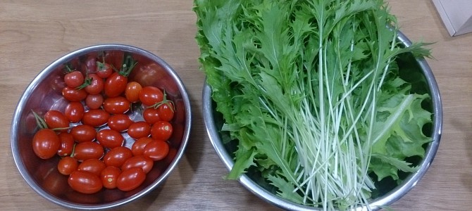 今日の収穫-20141031 今日の収穫-20141031