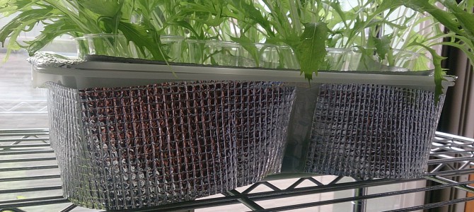 ざる栽培器の改善