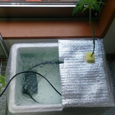 室内ミニトマト追加 室内ミニトマト追加