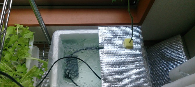 室内ミニトマト追加