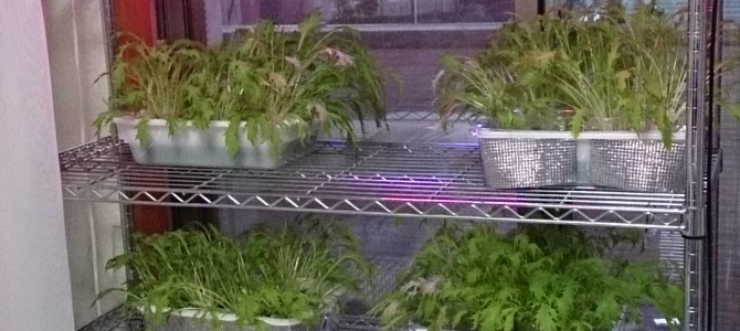 生育状況-20141102