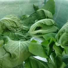 白菜がしおれた 白菜がしおれた