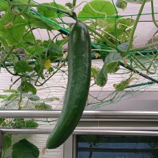 生育状況-20141108 生育状況-20141108