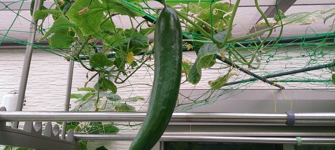 生育状況-20141108 生育状況-20141108