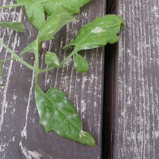 病害虫-20141108 病害虫-20141108