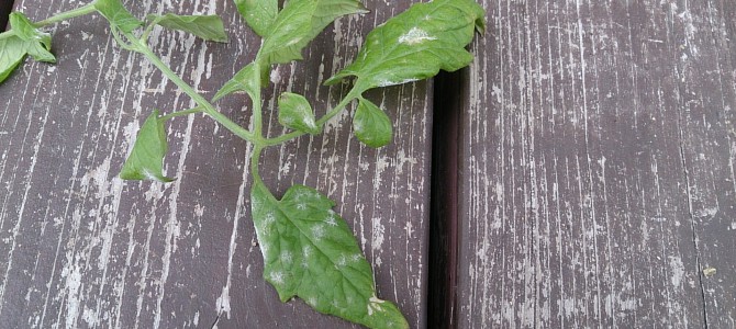 病害虫-20141108 病害虫-20141108