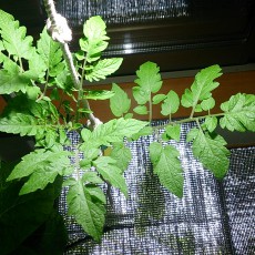 生育状況-20141110 生育状況-20141110