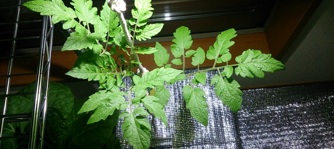 生育状況-20141110