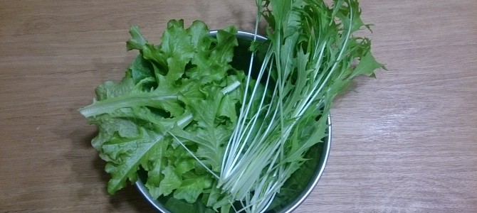 今日の収穫-20141111