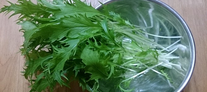 今日の収穫-20141112