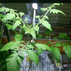 生育状況-20141113 生育状況-20141113