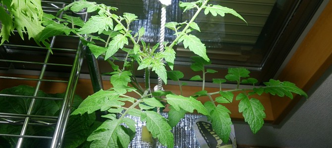 生育状況-20141113