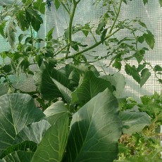 生育状況-20141115 生育状況-20141115