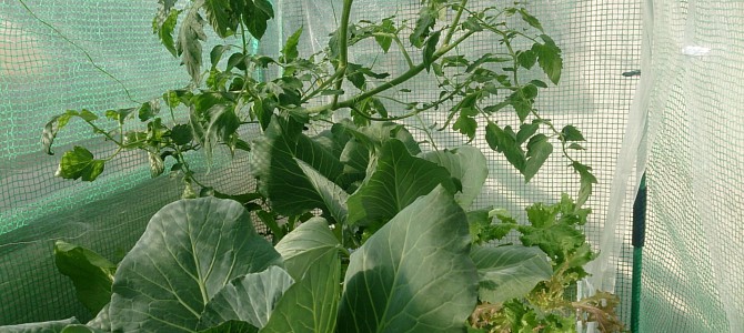 生育状況-20141115