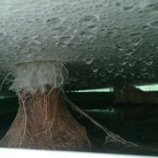 生育状況-20141117 生育状況-20141117