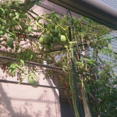 生育状況-20141122