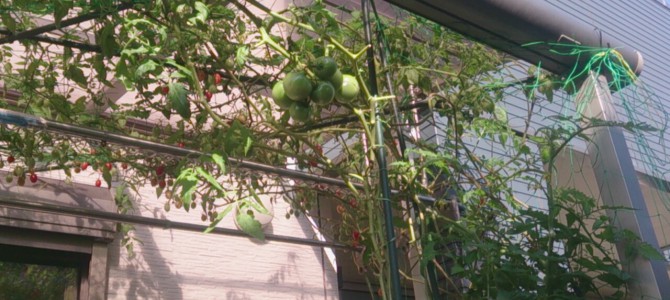 生育状況-20141122 生育状況-20141122