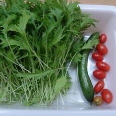 今日の収穫-20141122