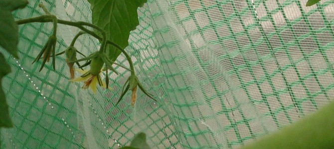 生育状況-20141124 生育状況-20141124