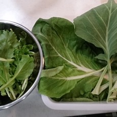 今日の収穫-20141124 今日の収穫-20141124