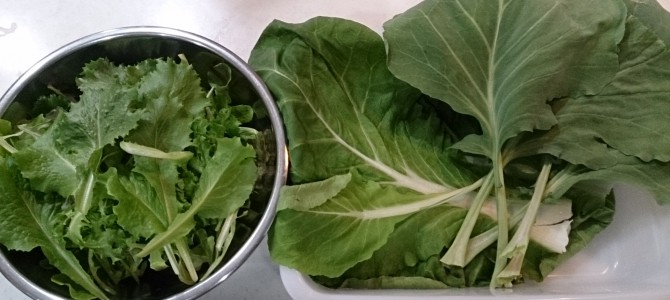 今日の収穫-20141124 今日の収穫-20141124