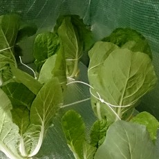 生育状況-20141125