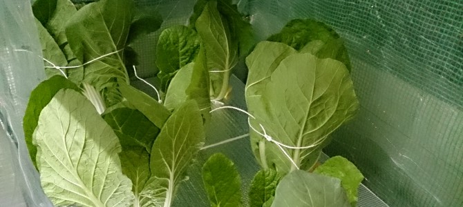 生育状況-20141125 生育状況-20141125