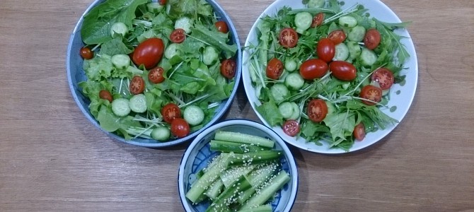 水耕栽培-20141128 水耕栽培-20141128