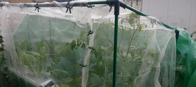 水耕栽培-20141129 水耕栽培-20141129