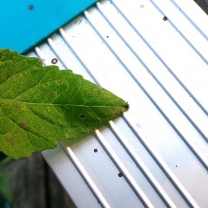 トマトの葉に茶色の斑点が トマトの葉に茶色の斑点が