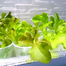 生育状況-20141119 生育状況-20141119