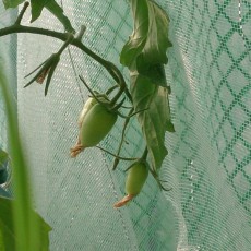 水耕栽培-20141201