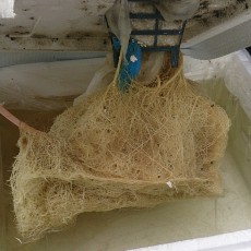 水耕栽培-20141206